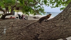 Pigeon Island