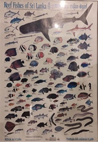 Reef Fishes of Sri Lanka