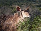 Kudu hembra
