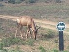 Alcéfalo (red hartebeest)