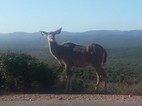 Kudu hembra