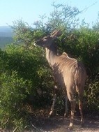 Kudu hembra