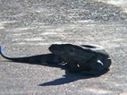Varano (rock monitor)