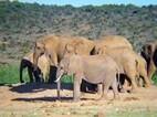 Elefantes en Addo Elephant National Park