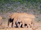 Addo Elephant National Park