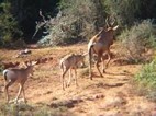 Familia de alcéfalos (red hartebeest)