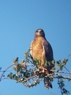 Algun tipo de rapaz en Addo Elephant National Park