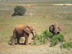 Elefantes en Addo Elephant National Park