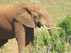 Elefantes en Addo Elephant National Park