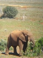 Elefantes en Addo Elephant National Park
