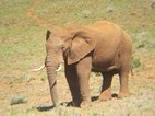 Addo Elephant National Park