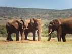 Elefantes en Addo Elephant National Park