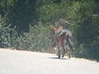 Chacal de espalda negra