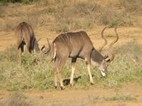 Addo Elephant National Park
