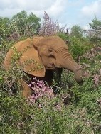 Elefantes en Addo Elephant National Park