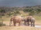 Elefantes en Addo Elephant National Park