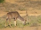 Kudu macho