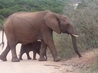 Addo Elephant National Park