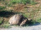 Tortuga leopardo