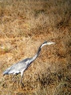 Garza de cabeza negra