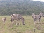 Addo Elephant National Park