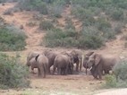Addo Elephant National Park