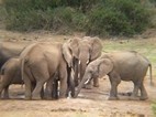 Elefantes en Addo Elephant National Park
