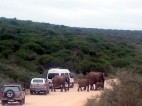 Una familia de elefantes cruza entre los coches en Addo Elephant National Park
