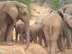 Elefantes en Addo Elephant National Park