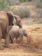Elefantes en Addo Elephant National Park