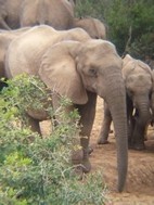 Elefantes en Addo Elephant National Park