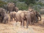 Elefantes en Addo Elephant National Park