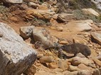 Daman en un sendero del Cabo de Buena Esperanza
