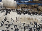 Reserva de pinginos de Boulder’s Beach