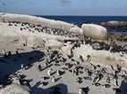 Reserva de pinginos de Boulder’s Beach