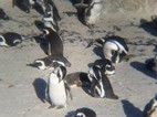 Reserva de pinginos de Boulder’s Beach