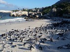 Reserva de pingüinos de Boulder’s Beach