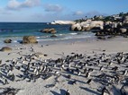 Reserva de pingüinos en Boulder’s Beach