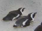 Reserva de pingüinos de Boulder’s Beach