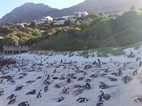 Reserva de pinginos de Boulder’s Beach
