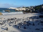 Reserva de pingüinos de Boulder’s Beach