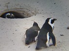 Reserva de pinginos de Boulder’s Beach