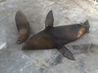 Focas en los muelles de Victoria & Alfred Waterfront