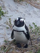 Reserva de pinginos de Boulder’s Beach