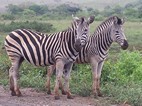 Pareja de cebras, Hluhluwe-Imfolozi NP