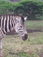 Cebra, Hluhluwe-Imfolozi NP