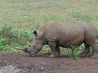 Rinoceronte blanco, Hluhluwe-Imfolozi NP