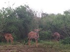 Grupo de nyaras, Hluhluwe-Imfolozi NP