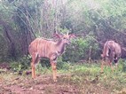 Pareja de nyalas, Hluhluwe-Imfolozi NP