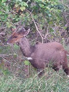 Antilope jeroglífico, Hluhluwe-Imfolozi NP